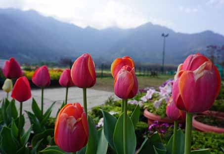 Kashmir-Tulip-Festival-Packages